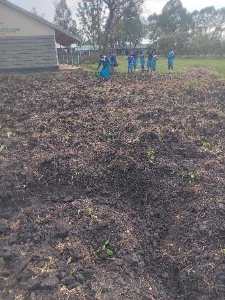 School garden plot growing vegetables