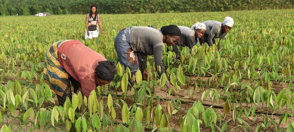 PHI field work — community farming in rural Africa